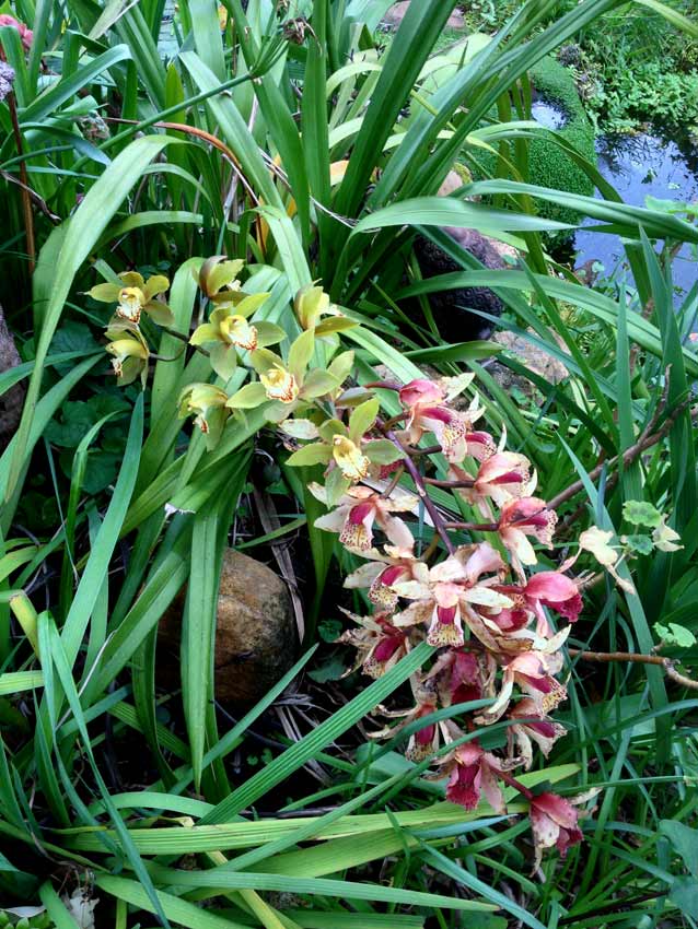 Orchids Copy