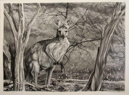 Christine Lawrence Euro Kangaroo Drawing