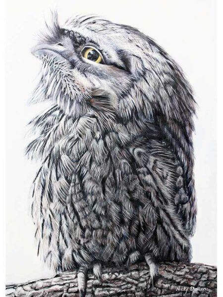 Nicky Shelton Murphy The Optomist Tawny Frogmouth Painting