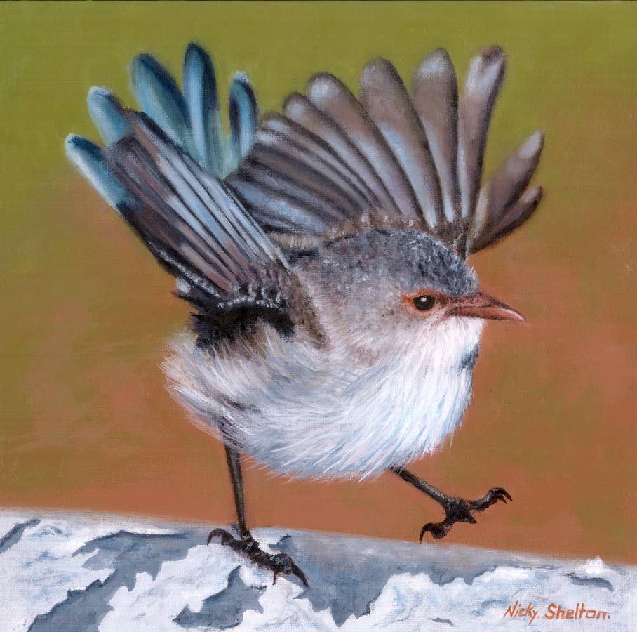 Nicky Shelton Happy Feet Splendid Fairywren