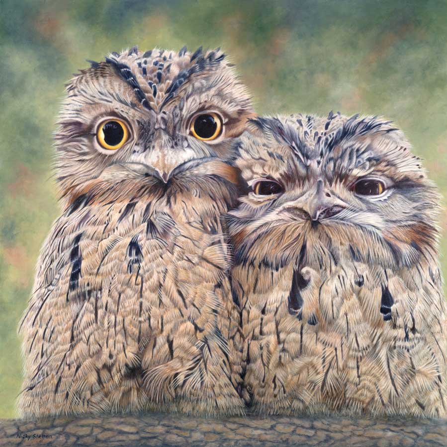 Nicky Shelton Sparky Gus Baby Tawny Frogmouth Painting