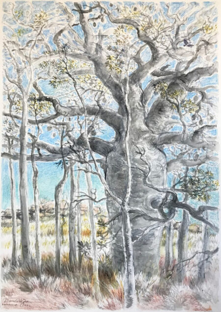 Donald Green - Boab Forrest Fossil Downs Station Kimberley