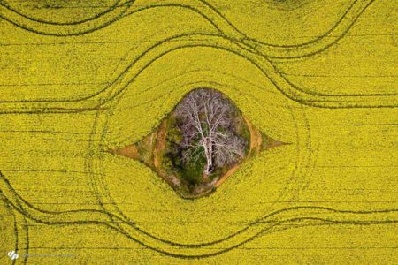 Daniela Tommasi - Fields of Gold