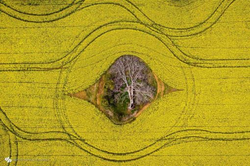 Daniela Tommasi - Fields of Gold