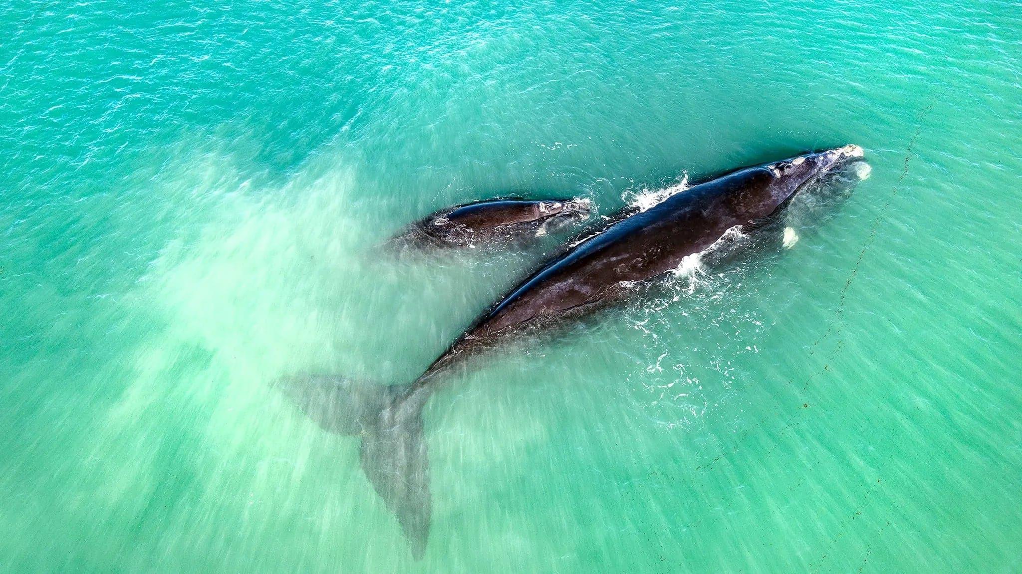 Mum and Bub Whale